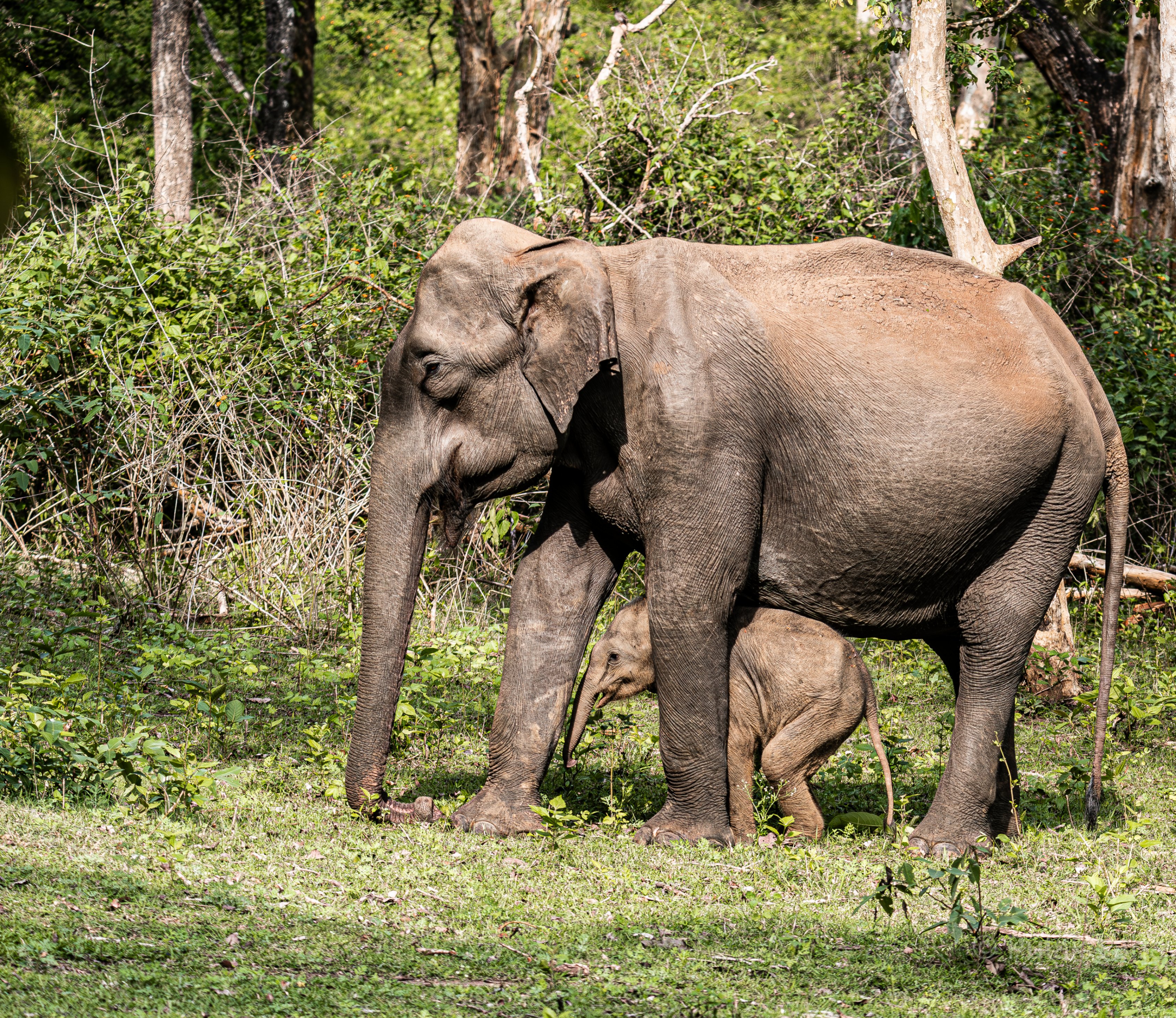 Baby squeezing under mum